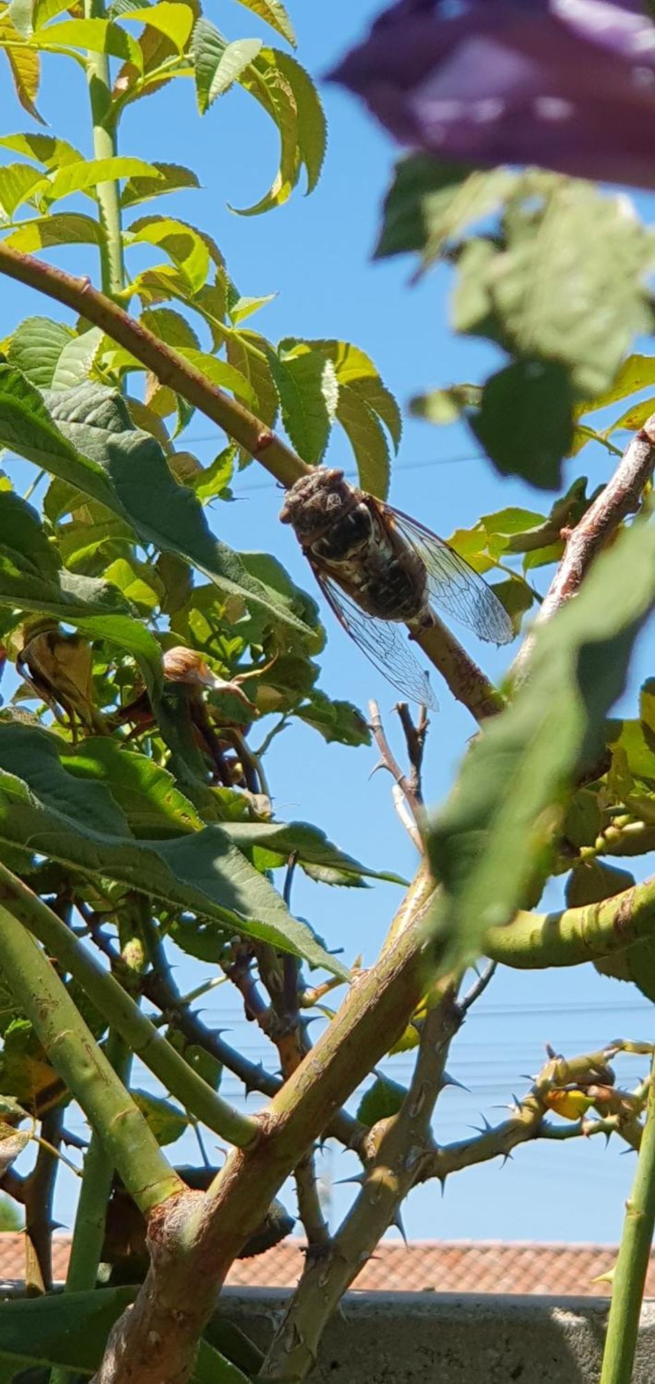 Gite " La Petite Compsoise " Comps  Exteriör bild